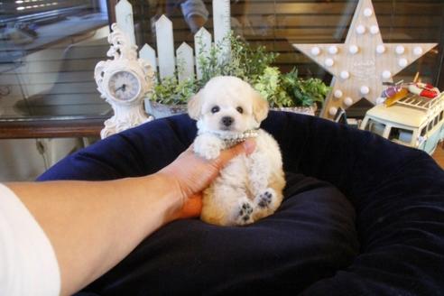 成約済の埼玉県のトイプードル-43891の5枚目