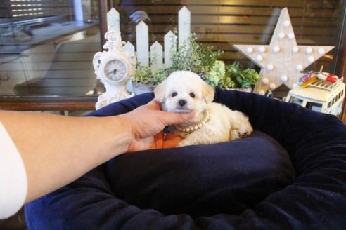 成約済の埼玉県のトイプードル-43891の1枚目