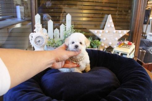 成約済の埼玉県のトイプードル-43891の2枚目