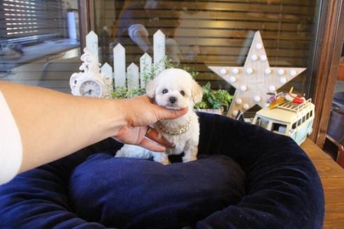 成約済の埼玉県のトイプードル-43891の3枚目