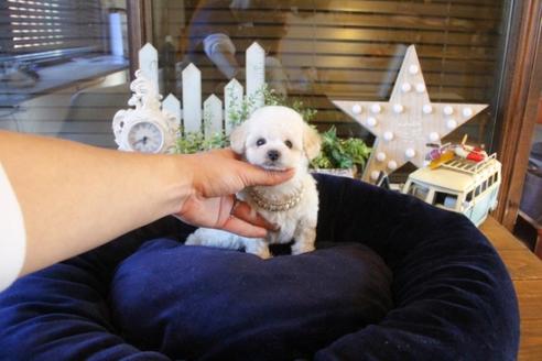 成約済の埼玉県のトイプードル-43891の4枚目