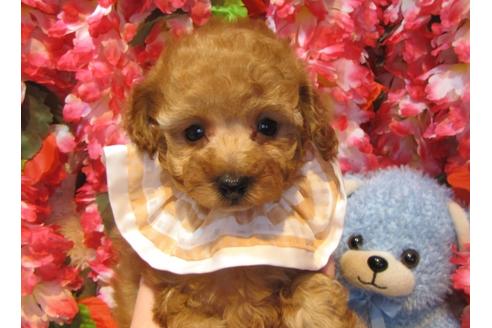 成約済の茨城県のトイプードル-43905の1枚目