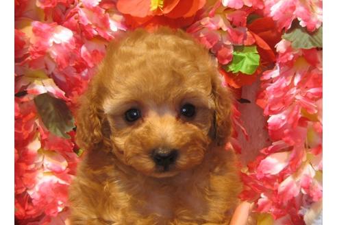 成約済の茨城県のトイプードル-43905の2枚目