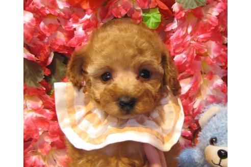 成約済の茨城県のトイプードル-43905の3枚目