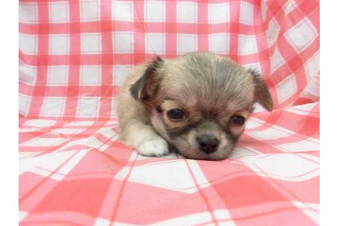 成約済の福岡県のチワワ(ロングコート)-43910の1枚目