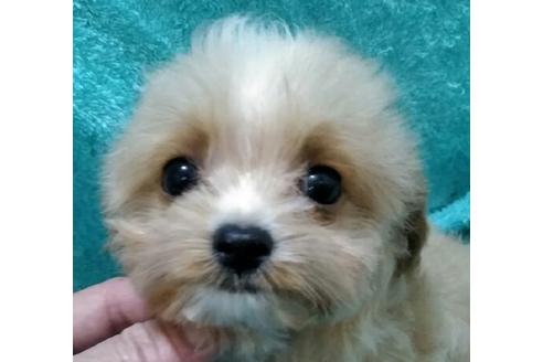 成約済の岐阜県のミックス犬-43912の2枚目
