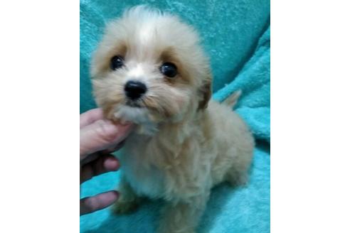 成約済の岐阜県のミックス犬-43912の1枚目