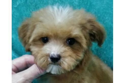 成約済の岐阜県のミックス犬-43913の2枚目