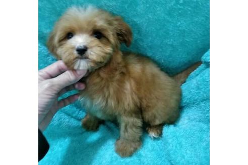 成約済の岐阜県のミックス犬-43913の1枚目