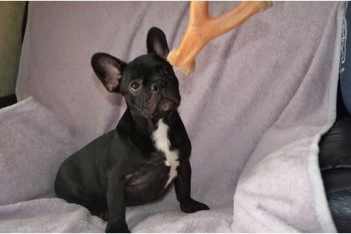 子犬