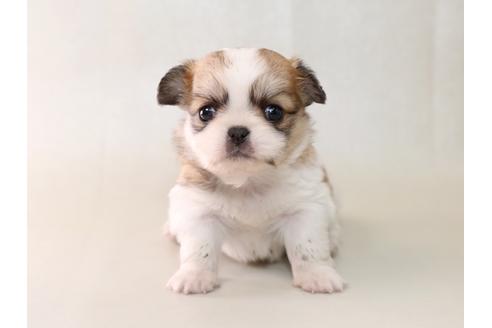 成約済の栃木県のミックス犬-43934の4枚目
