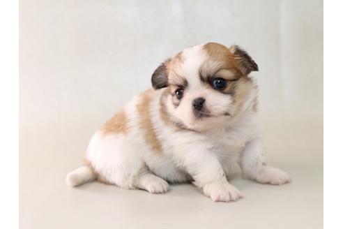 成約済の栃木県のミックス犬-43934の1枚目