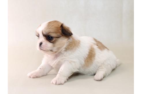 成約済の栃木県のミックス犬-43934の2枚目