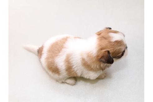 成約済の栃木県のミックス犬-43934の3枚目