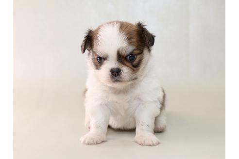 成約済の栃木県のミックス犬-43935の3枚目