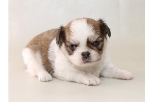 成約済の栃木県のミックス犬-43935の4枚目