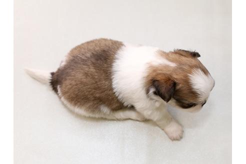 成約済の栃木県のミックス犬-43935の2枚目