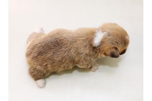 成約済の栃木県のウェルシュコーギーペンブローク-43940の2枚目