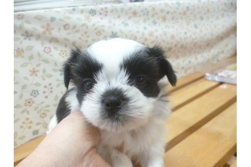 成約済の福岡県のシーズー-43941の4枚目