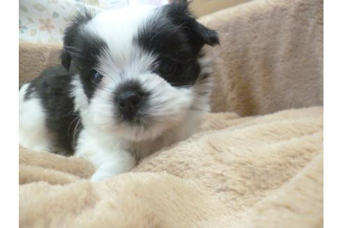 成約済の福岡県のシーズー-43941の5枚目