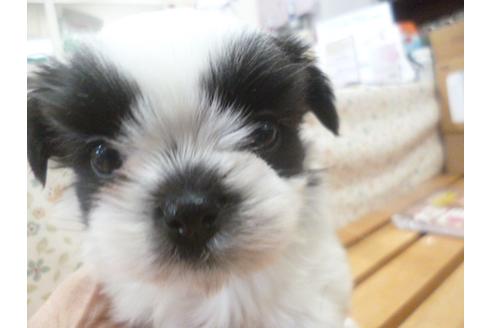 成約済の福岡県のシーズー-43941の1枚目