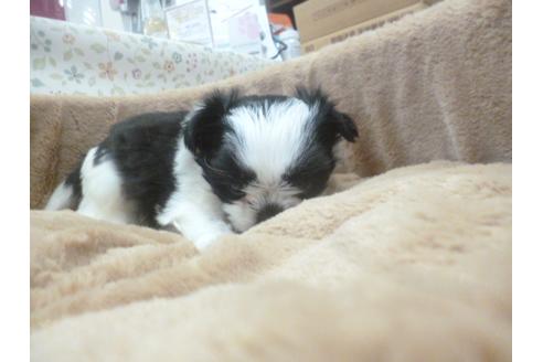 成約済の福岡県のシーズー-43941の3枚目