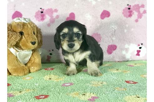成約済の兵庫県のミニチュアダックスフンド-43943の1枚目