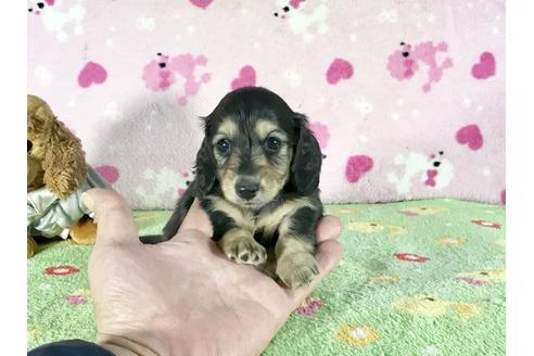 成約済の兵庫県のミニチュアダックスフンド-43944の3枚目