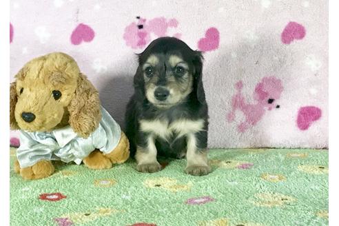 成約済の兵庫県のミニチュアダックスフンド-43944の1枚目