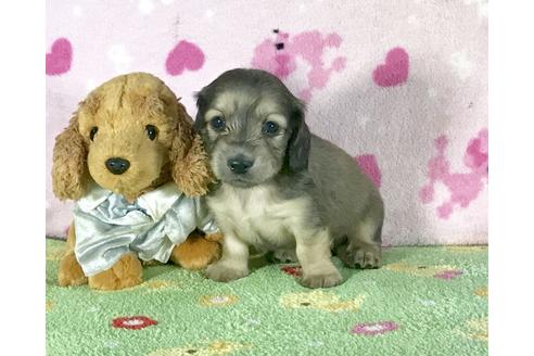 成約済の兵庫県のミニチュアダックスフンド-43945の4枚目