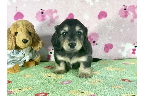 成約済の兵庫県のミニチュアダックスフンド-43946の3枚目