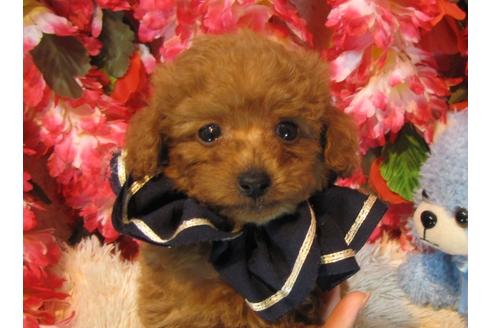 成約済の茨城県のトイプードル-43954の1枚目