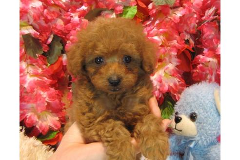 成約済の茨城県のトイプードル-43954の2枚目