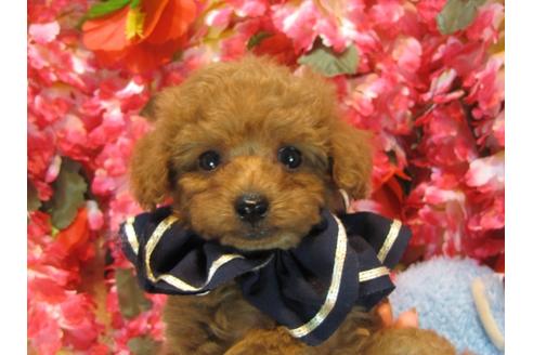 成約済の茨城県のトイプードル-43954の3枚目