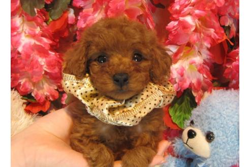 成約済の茨城県のトイプードル-43955の3枚目