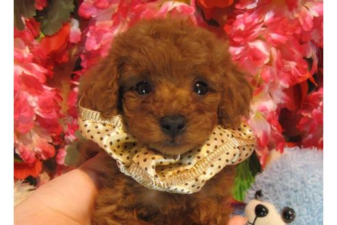 成約済の茨城県のトイプードル-43955の1枚目