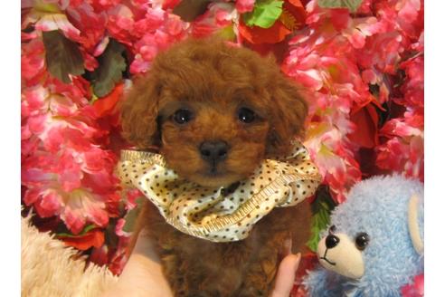 成約済の茨城県のトイプードル-43955の2枚目