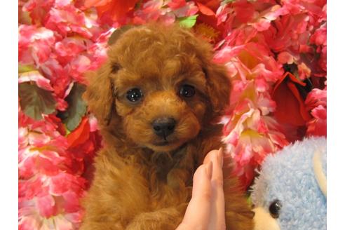 成約済の茨城県のトイプードル-43956の2枚目