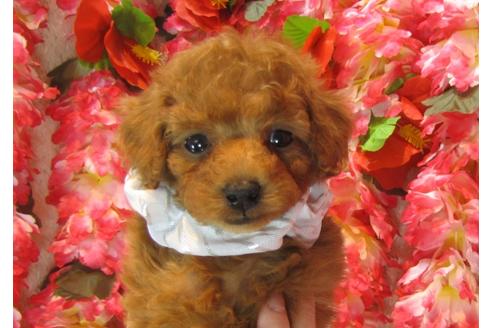 成約済の茨城県のトイプードル-43956の3枚目