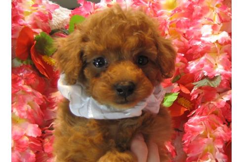 成約済の茨城県のトイプードル-43956の1枚目