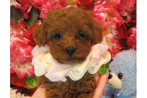 成約済の茨城県のトイプードル-43957の3枚目