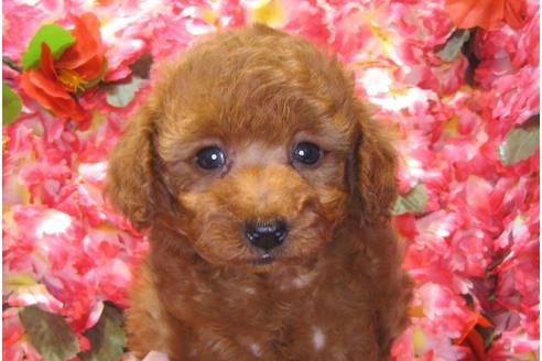 成約済の茨城県のトイプードル-43958の2枚目