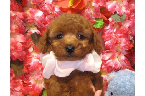 成約済の茨城県のトイプードル-43958の3枚目