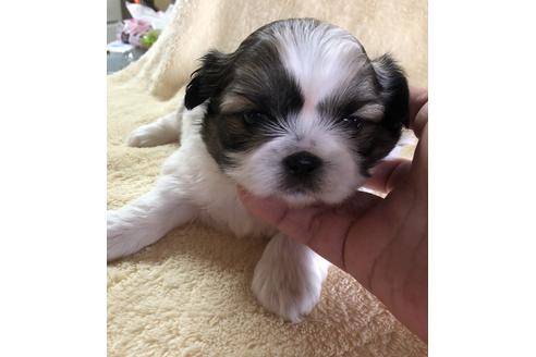 成約済の愛媛県のミックス犬-43975の2枚目