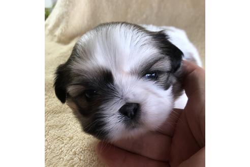 成約済の愛媛県のミックス犬-43976の2枚目