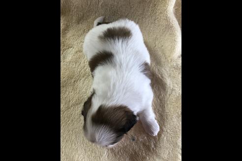 成約済の愛媛県のミックス犬-43976の1枚目