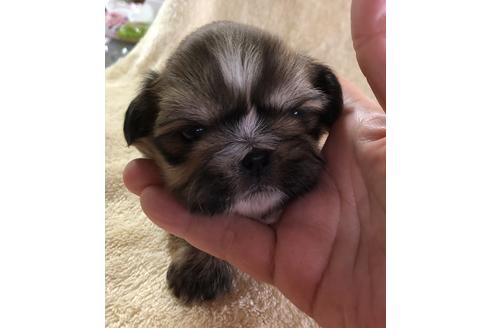 成約済の愛媛県のミックス犬-43977の2枚目