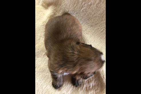 成約済の愛媛県のミックス犬-43977の1枚目