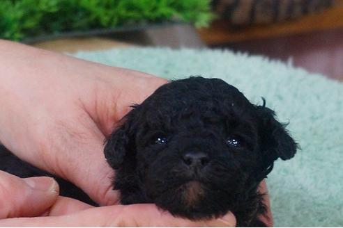 成約済の京都府のトイプードル-43978の3枚目