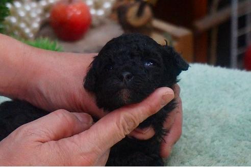 成約済の京都府のトイプードル-43978の2枚目